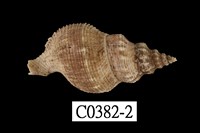 藏品(峨螺)的圖片